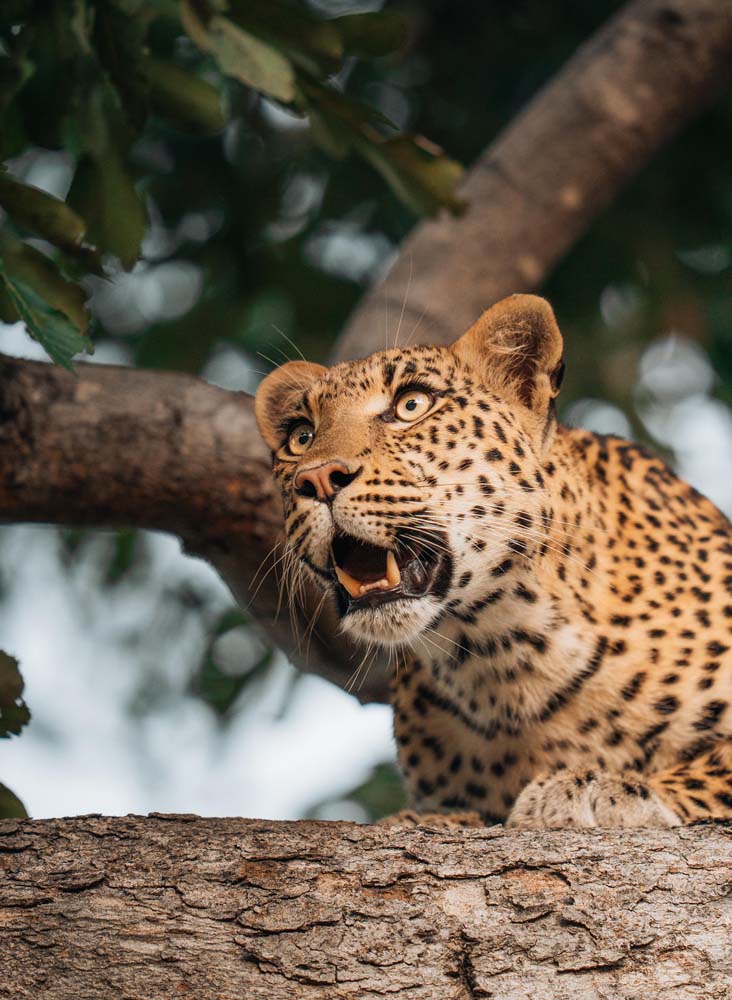 botswana-leopard