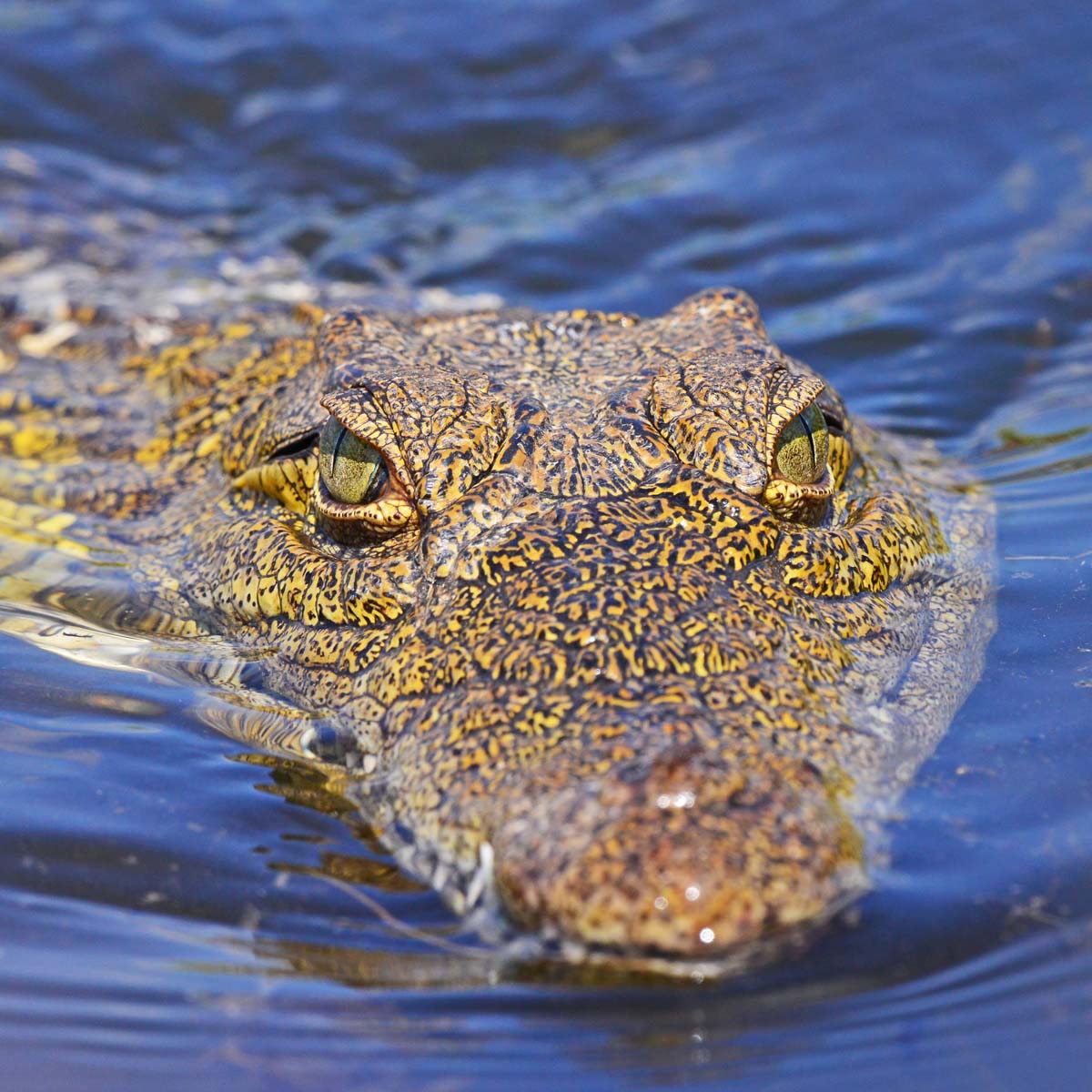 crocodile