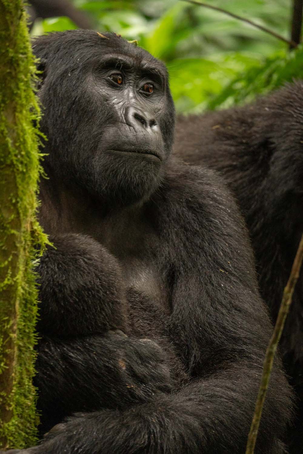 gorilla-female