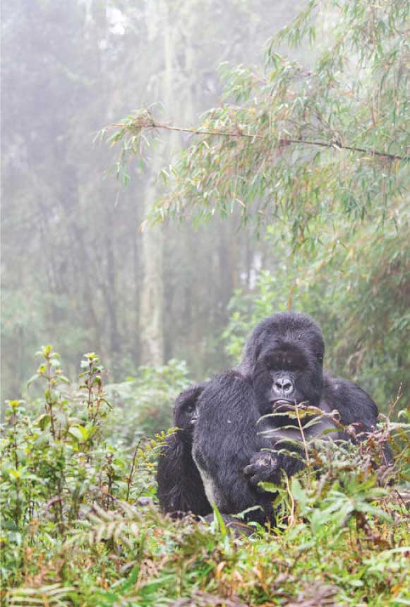 gorrila