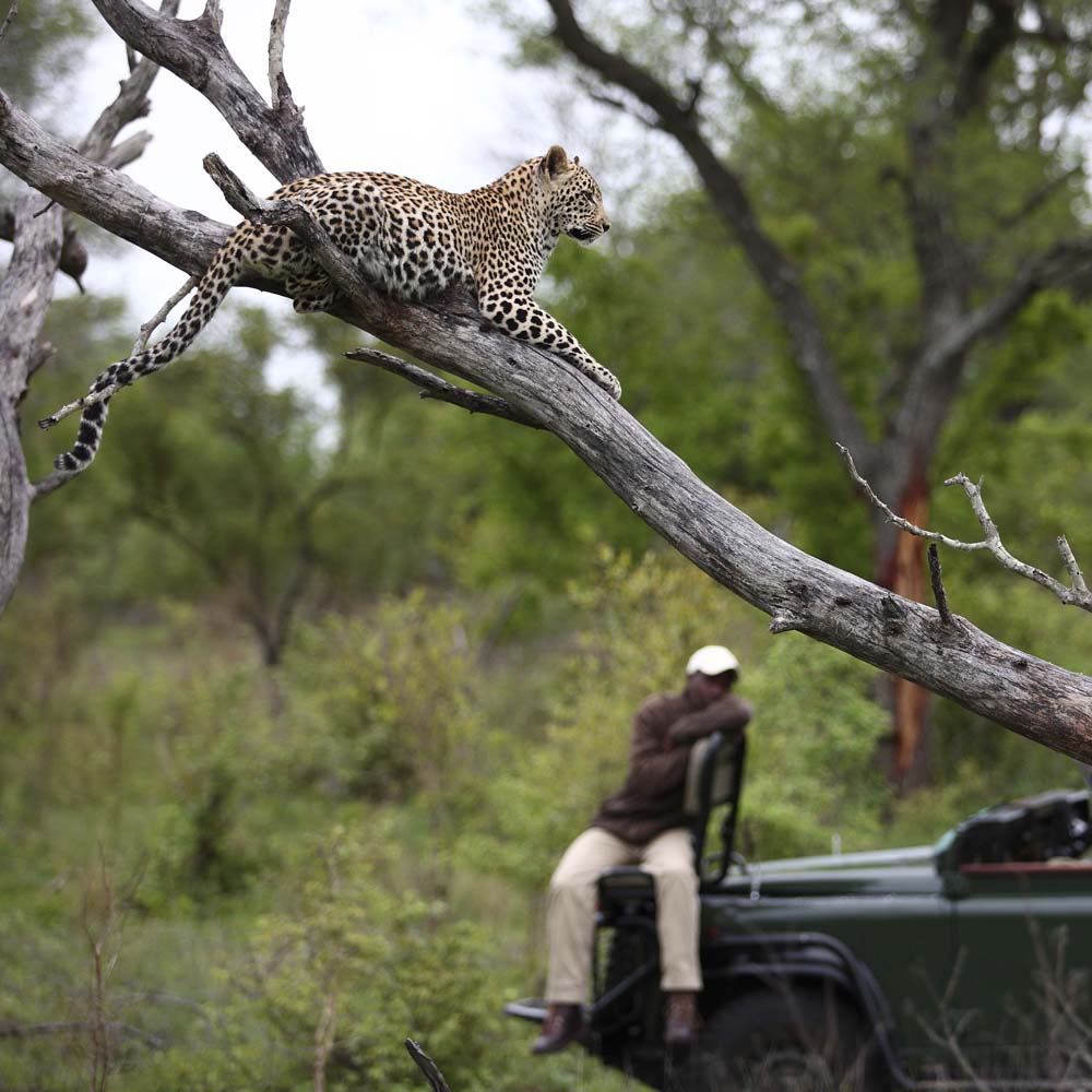 leopard-sighting