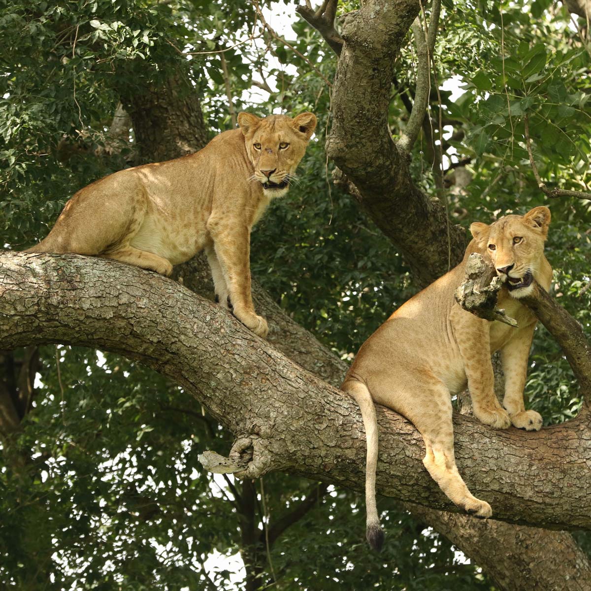 lion-cubs