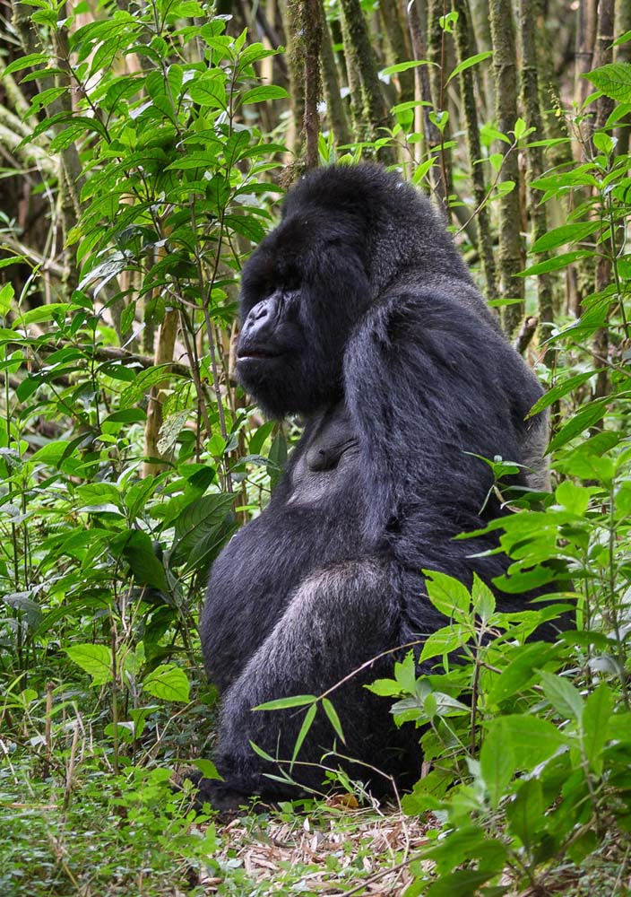 mountain-gorillas-rwanda