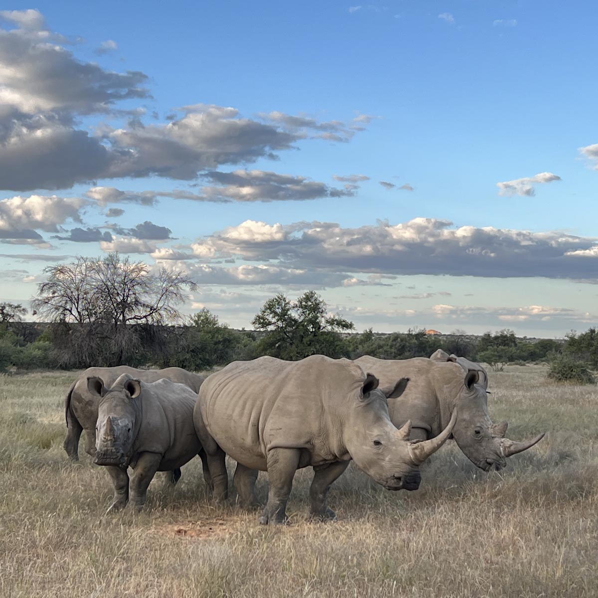 rhino-namibia