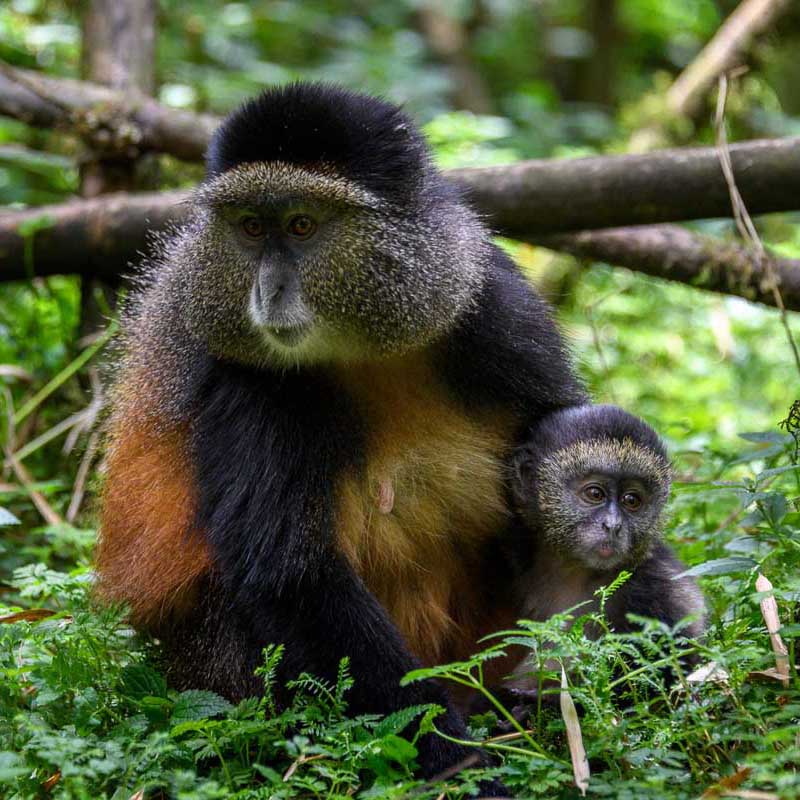 rwanda-safari17