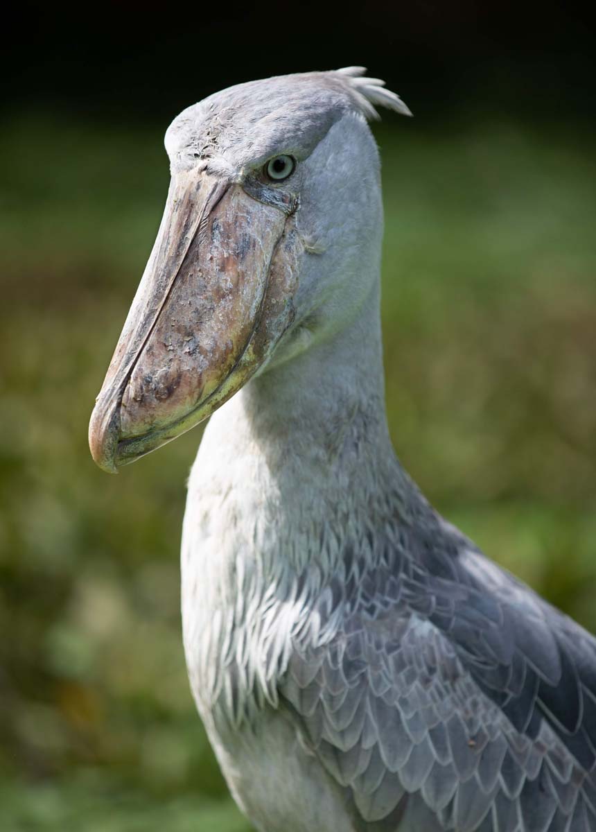 shoebill