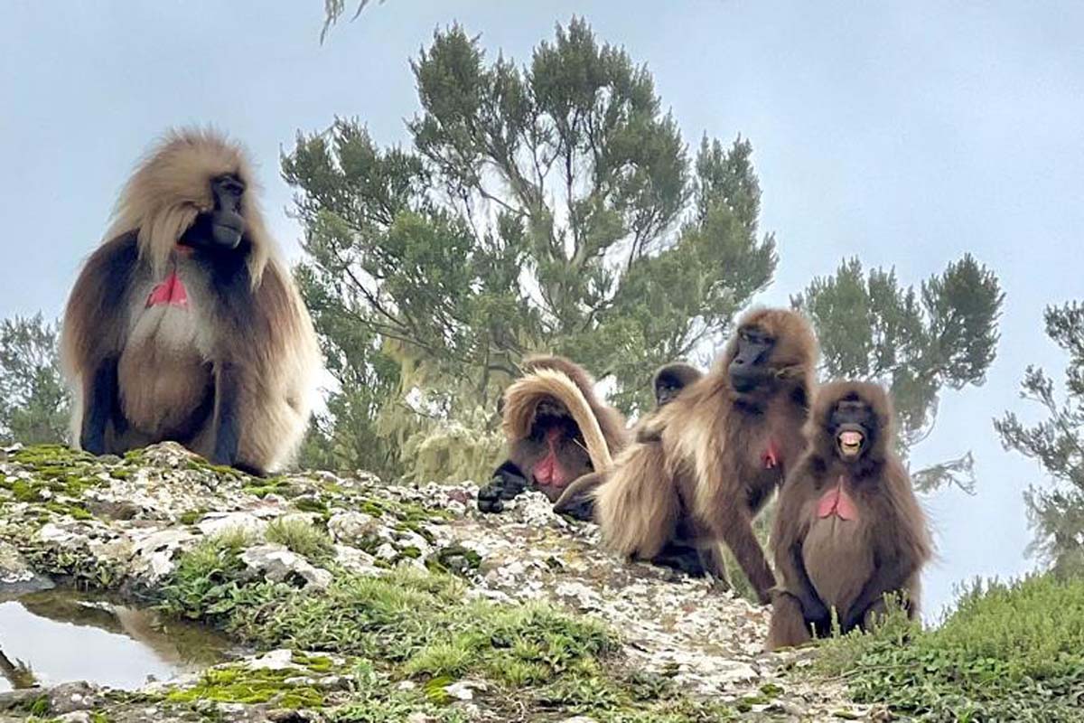 simien-mountains