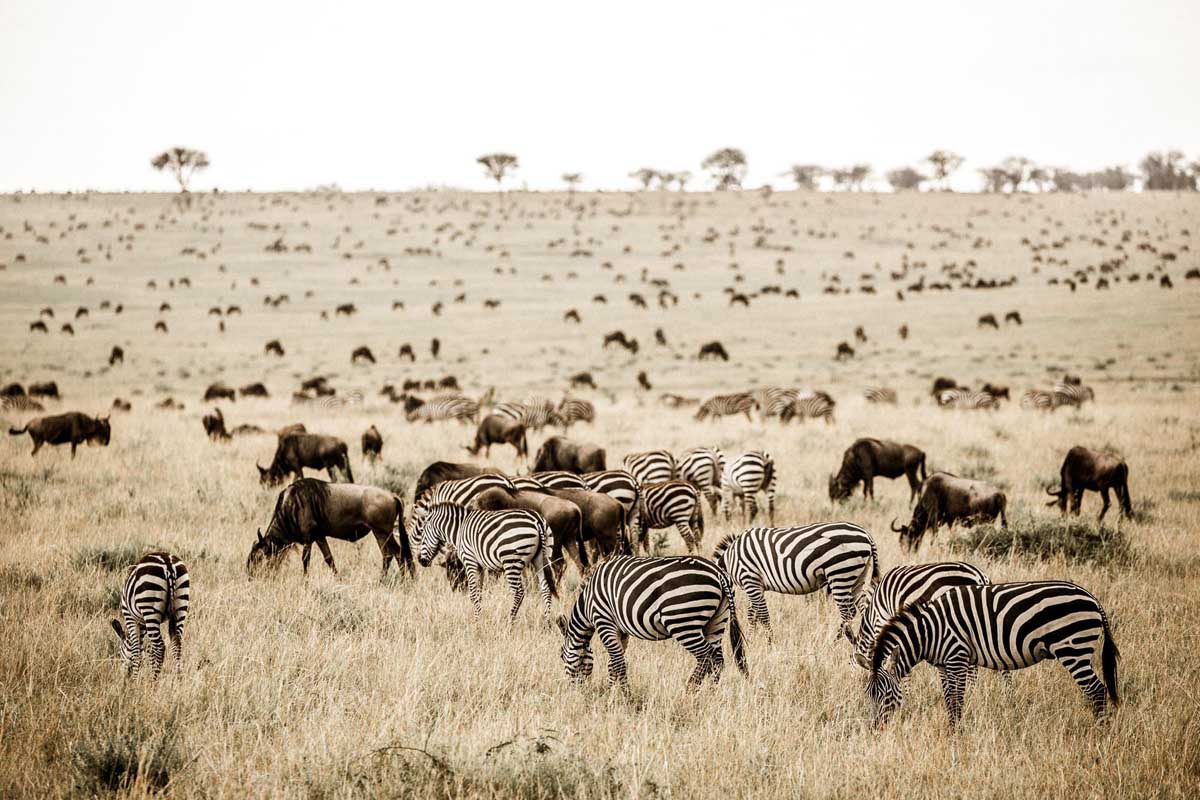 tanzania-safari10
