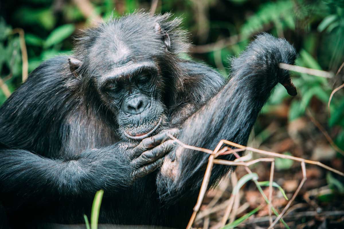 tanzania-safari4