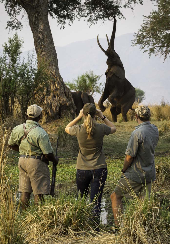 walking-safari-zambia