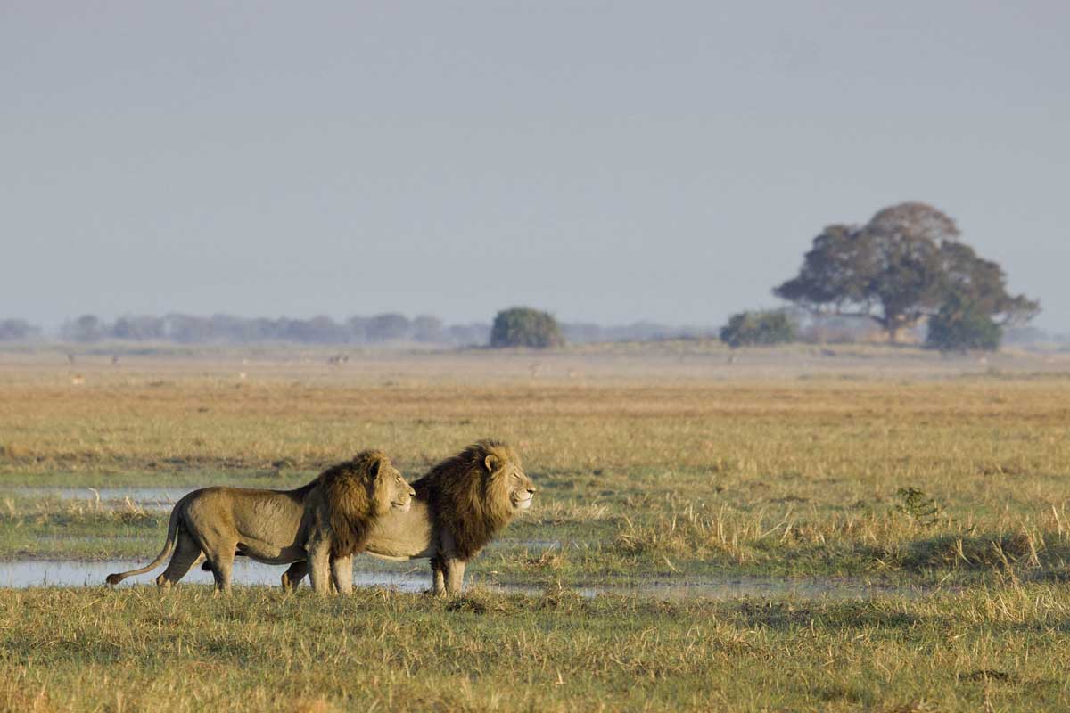 zambia-safari1