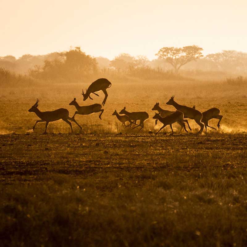 zambia-safari13