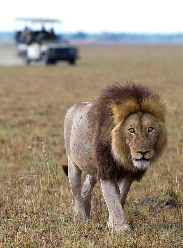 zambia-safari16