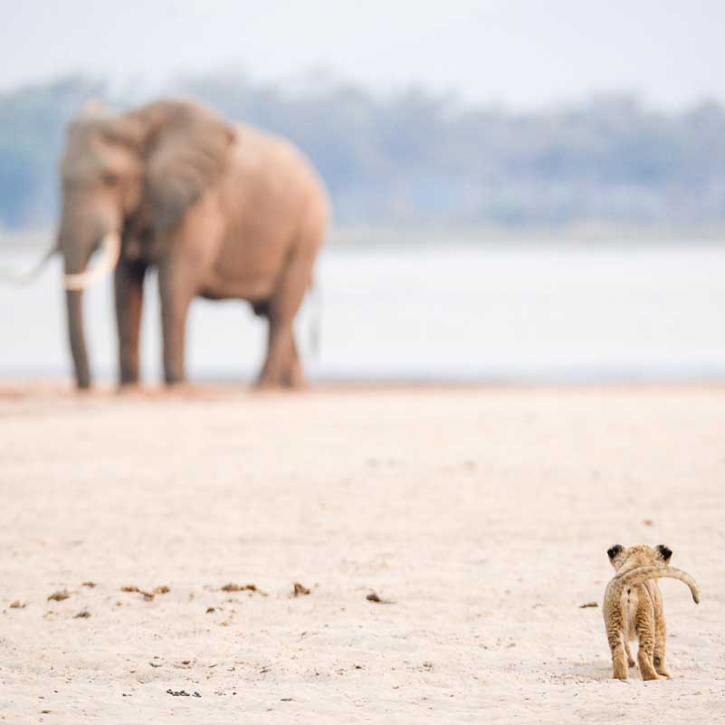 zimbabwe-safari11