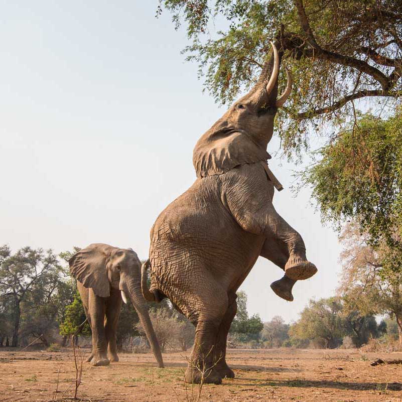 zimbabwe-safari18